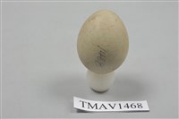 藏品(鳥卵)的圖片